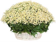 Цветочная композиция из Ромашки в корзине #REPLACE_PRED# Трудобеликовский